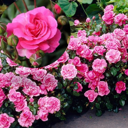 Rosa 'Tom Tom' - Roos 'Tom Tom' C4/4L